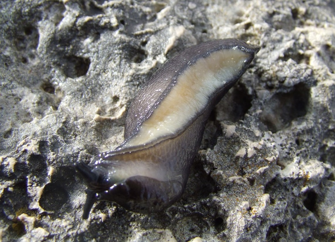 Limax ianninii? - Fonte Pozzotello (FR)